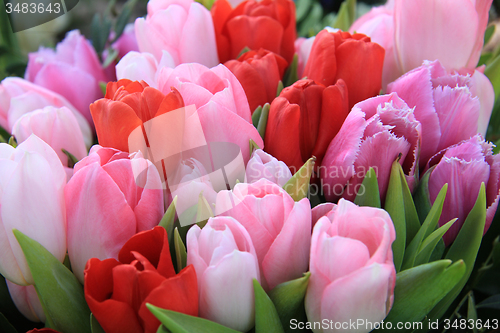 Image of Red and pink tulips
