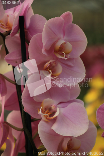 Image of Phalaenopsis orchid