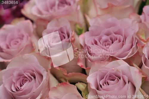 Image of purple roses
