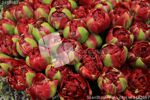 Image of Deep red peony buds