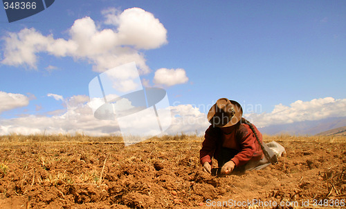 Image of Potato Harvest, Peru