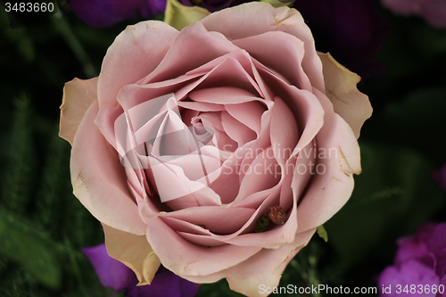 Image of Purple rose close up