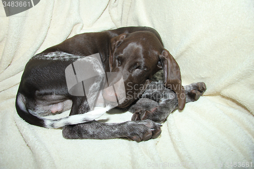 Image of German Shorthaired Pointer puppy