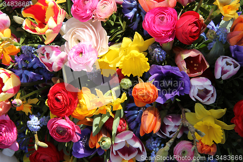 Image of Colorful spring flowers