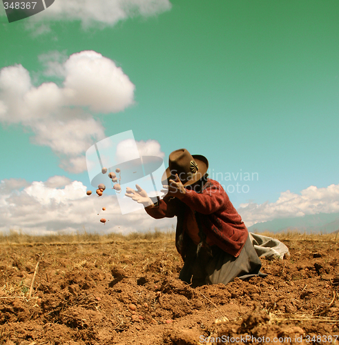 Image of Potato Harvest, Peru