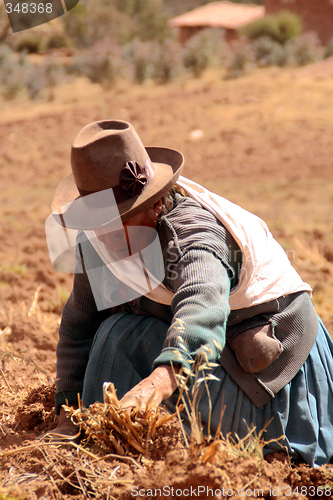 Image of Potato Harvest, Peru