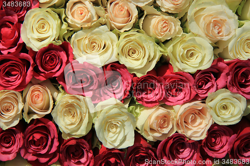 Image of Pink roses in different shades in wedding arrangement