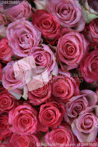 Image of Mixed pink bridal roses