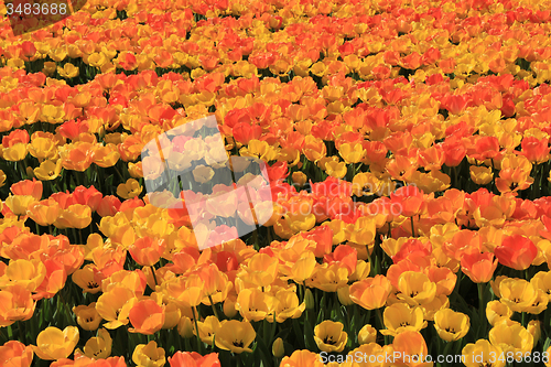 Image of Yellow and orange tulips