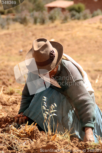 Image of Potato Harvest, Peru