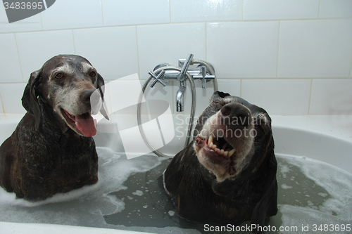 Image of Washing dogs