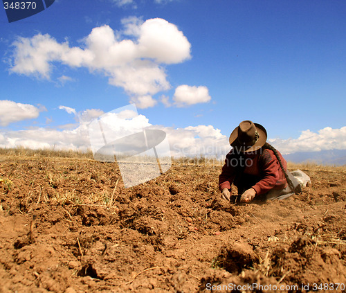 Image of Potato Harvest, Peru