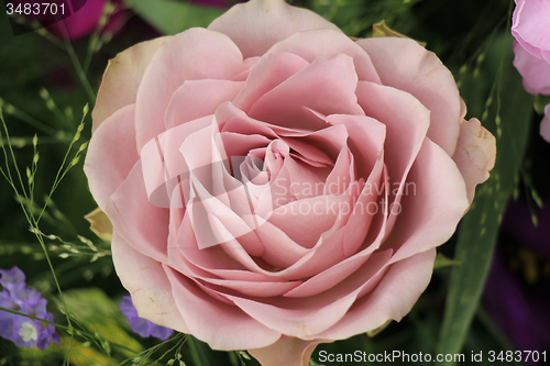 Image of Purple rose close up