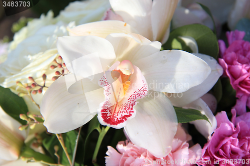 Image of White cymbidium orchids