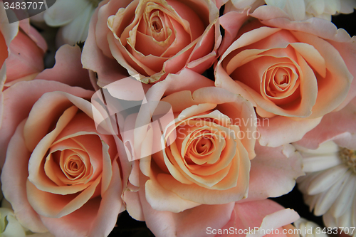 Image of Pink wedding roses