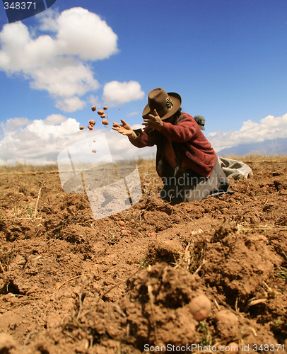 Image of Potato Harvest, Peru