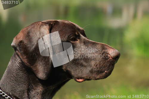 Image of German Shorthaired Pointer