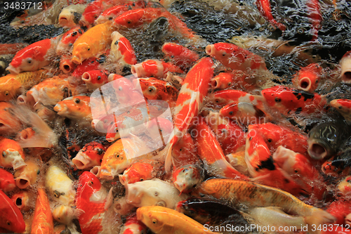 Image of Koi Carps