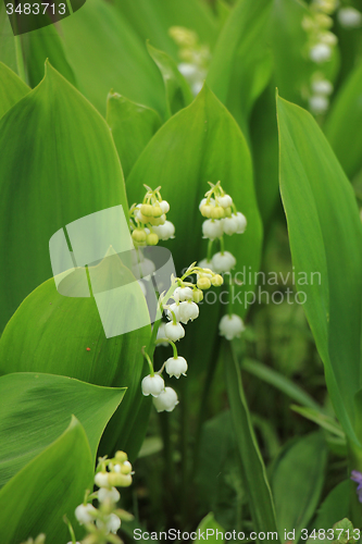 Image of Lily of the valley