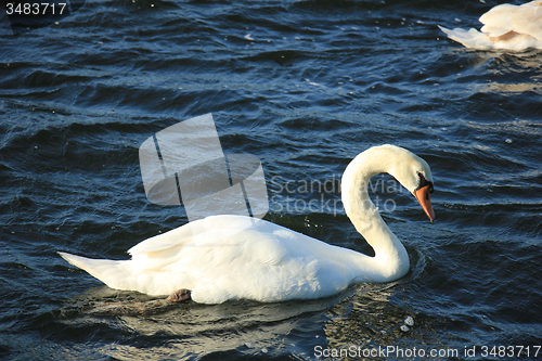 Image of Single swan