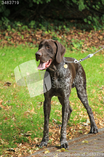 Image of German Shorthaired Pointer