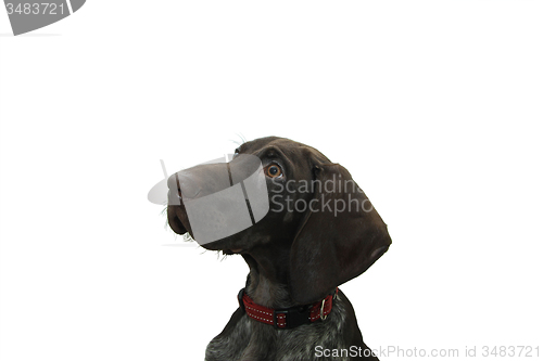 Image of German Shorthaired Pointer puppy