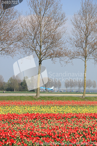 Image of Flower industry fields