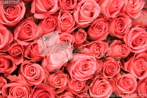 Image of Pink roses in a bridal arrangement