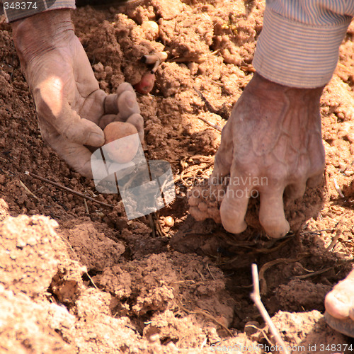 Image of Potato Harvest, Peru