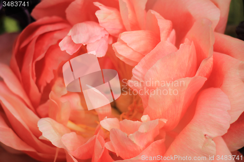 Image of Pink Peony