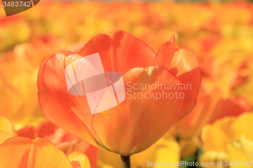 Image of Yellow and orange tulips