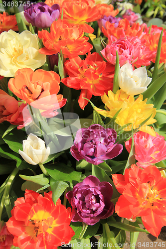 Image of Multicolored tulip bouquet
