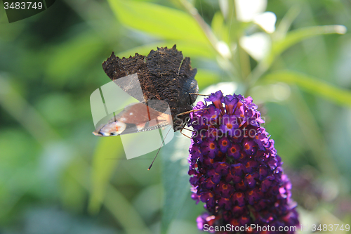 Image of Peacock butterfly