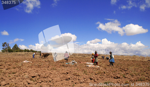 Image of Potato Harvest, Peru