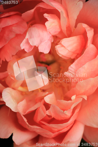 Image of Pink Peony