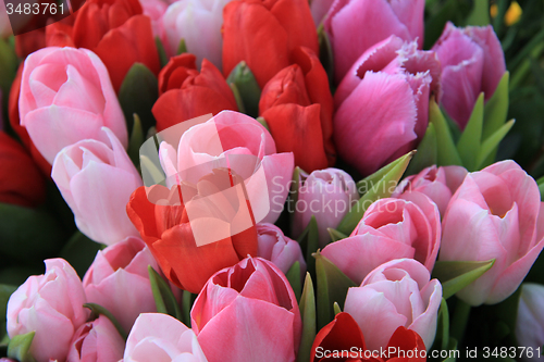 Image of Red and pink tulips