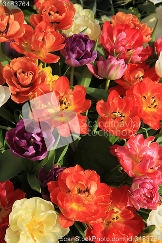 Image of Multicolored tulip bouquet