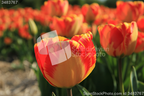 Image of Yellow and orange tulips
