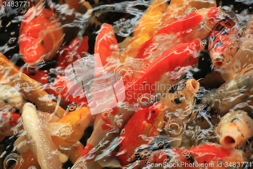 Image of Koi Carps