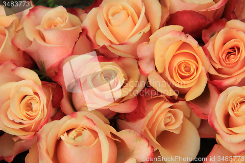 Image of Multicolored wedding roses