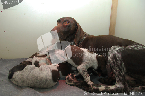 Image of German Shorthaired Pointer puppies