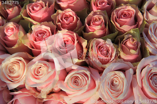 Image of Pink roses in a bridal arrangement