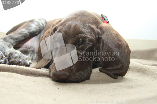 Image of German Shorthaired Pointer puppy