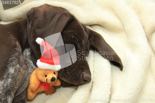 Image of Christmas Pointer