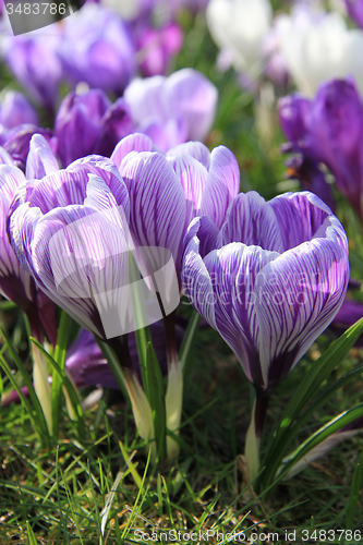 Image of Purple and white crocuses