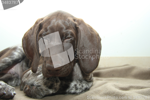 Image of German Shorthaired Pointer puppy