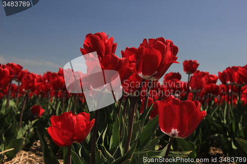 Image of Red tulips on a field