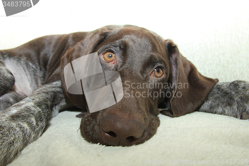 Image of German Shorthaired Pointer puppy