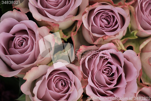Image of purple roses