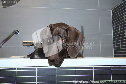 Image of German shorthaired pointer in a bathtub